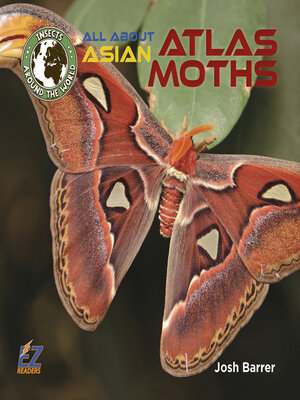 cover image of All About Asian Atlas Moths